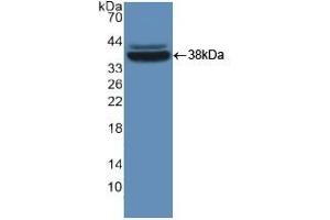 Detection of Recombinant MVP, Mouse using Polyclonal Antibody to Major Vault Protein (MVP) (MVP anticorps  (AA 2-272))