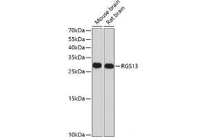 Western blot analysis of extracts of various cell lines using RGS13 Polyclonal Antibody at dilution of 1:1000. (RGS13 anticorps)