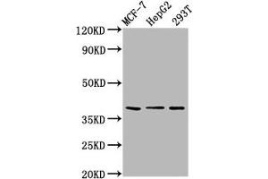 POU5F1B anticorps  (AA 10-138)