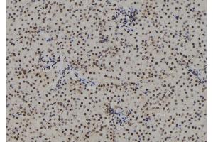 ABIN6267162 at 1/100 staining Mouse kidney tissue by IHC-P. (Progesterone Receptor anticorps  (pSer190))