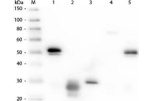 Western Blot of Anti-Rabbit IgG (H&L) (RAT) Antibody (Min X Hu, Gt, Ms Serum Proteins) . (Rat anti-Lapin IgG (Heavy & Light Chain) Anticorps (HRP))