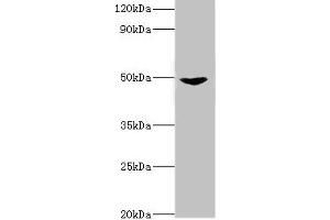 Western blot All lanes: Dual specificity mitogen-activated protein kinase kinase 5 antibody at 2 μg/mL + Rat heart tissue Secondary Goat polyclonal to rabbit IgG at 1/10000 dilution Predicted band size: 51, 49, 50, 47 kDa Observed band size: 51 kDa (MAP2K5 anticorps  (AA 1-190))