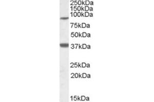 Western Blotting (WB) image for anti-Ceramide Synthase 1 (CERS1) (Internal Region) antibody (ABIN2466789) (LASS1 anticorps  (Internal Region))
