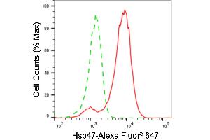 Flow cytometric analysis of Hsp47 expression in H9c2 cells using Hsp47 antibody (ABIN7800316), 1:2,000). (Recombinant SERPINH1 anticorps)