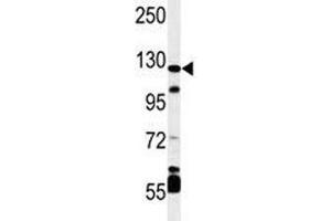 Western blot analysis of HIF-1 alpha antibody and mouse cerebellum tissue lysate
