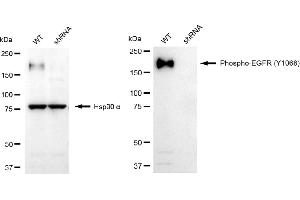 Western blotting analysis using phospho-EGFR (Y) antibody (ABIN7798468).