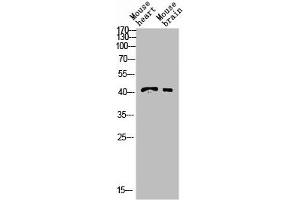 Western blot analysis of YT5408wb4147442094 lysis using INHBB Antibody antibody. (INHBB anticorps  (C-Term))