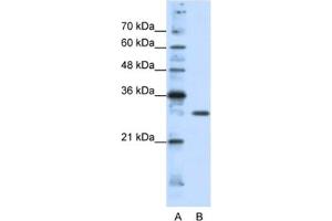 Western Blotting (WB) image for anti-Goosecoid Homeobox 2 (GSC2) antibody (ABIN2461751) (GSC2 anticorps)
