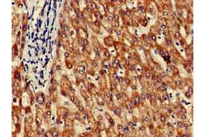 Immunohistochemistry of paraffin-embedded human liver tissue using ABIN7154260 at dilution of 1:100