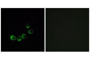 Immunofluorescence analysis of MCF-7 cells, using OR10A5 antibody. (OR10A5 anticorps  (C-Term))