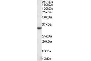 ABIN185435 staining (0. (KLRK1 anticorps  (Internal Region))