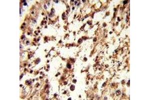 IHC analysis of FFPE human testis tissue stained with TBP antibody (TBP anticorps  (AA 301-330))