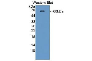 Western Blotting (WB) image for anti-Ectonucleotide Pyrophosphatase/phosphodiesterase 1 (ENPP1) (AA 568-793) antibody (ABIN1858719) (ENPP1 anticorps  (AA 568-793))