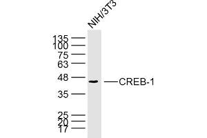 NIH/3T3 cell lysates probed with CREB1 (6B4) Monoclonal Antibody, unconjugated (bsm-33196M) at 1:300 overnight at 4°C followed by a conjugated secondary antibody for 60 minutes at 37°C. (CREB1 anticorps)