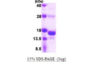 SDS-PAGE (SDS) image for Small Nuclear Ribonucleoprotein 25kDa (U11/U12) (SNRNP25) (AA 1-132) protein (His tag) (ABIN667912) (SNRNP25 Protein (AA 1-132) (His tag))