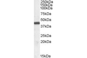 ABIN190786 (0. (ILF2 anticorps  (Internal Region))