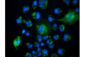 Anti-PECR mouse monoclonal antibody (ABIN2453445) immunofluorescent staining of COS7 cells transiently transfected by pCMV6-ENTRY PECR (RC200822). (PECR anticorps)