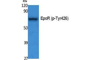 Western Blotting (WB) image for anti-Erythropoietin Receptor (EPOR) (pTyr426) antibody (ABIN3173576) (EPOR anticorps  (pTyr426))