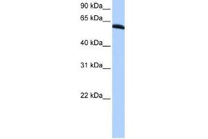 TRIP6 antibody used at 0. (TRIP6 anticorps  (N-Term))