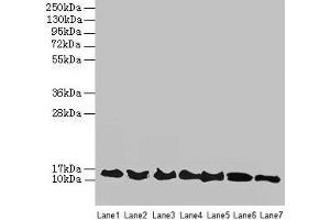Western blot All lanes: ATP6V1G2 antibody at 12 μg/mL Lane 1: Rat heart tissue Lane 2: Mouse spleen tissue Lane 3: Hela whole cell lysate Lane 4: HepG2 whole cell lysate Lane 5: A549 whole cell lysate Lane 6: HT29 whole cell lysate Lane 7: K562 whole cell lysate Secondary Goat polyclonal to rabbit IgG at 1/10000 dilution Predicted band size: 14, 9 kDa Observed band size: 14 kDa