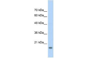 AMFR antibody used at 2. (AMFR anticorps  (C-Term))