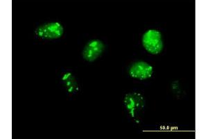 Immunofluorescence of purified MaxPab antibody to TCF19 on HeLa cell. (TCF19 anticorps  (AA 1-345))