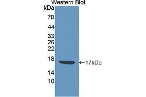 Figure. (CDA anticorps  (AA 2-146))