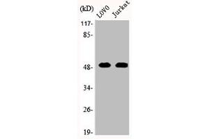Western Blot analysis of LOVO Jurkat cells using JNK3 Polyclonal Antibody