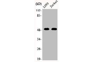 Western Blot analysis of LOVO Jurkat cells using JNK3 Polyclonal Antibody (ERK2 anticorps  (C-Term))