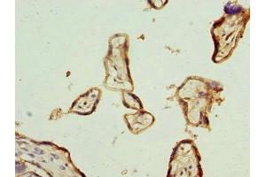 Immunohistochemistry of paraffin-embedded human placenta tissue using ABIN7156859 at dilution of 1:100