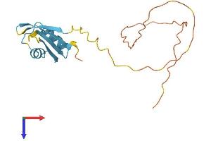 AlphaFold protein structure predicition of Mouse Recombinant Cirbp Protein, UniprotID P60824