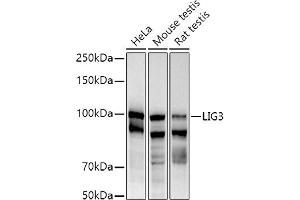Western blot analysis of extracts of various cell lines, using (ABIN6130288, ABIN6143207, ABIN6143208 and ABIN6217532) at 1:1000 dilution. (LIG3 anticorps  (AA 730-1009))
