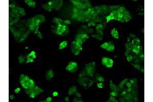 Immunofluorescent staining of HepG2 cells using anti-RNF144B mouse monoclonal antibody (ABIN2453604). (RNF144B anticorps  (AA 1-256))