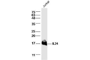 Jurkat lysates probed with IL24 Polyclonal Antibody, Unconjugated  at 1:300 dilution and 4˚C overnight incubation. (IL-24 anticorps  (AA 121-206))