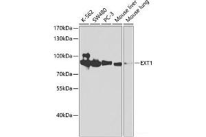 Western blot analysis of extracts of various cell lines using EXT1 Polyclonal Antibody at dilution of 1:1000.