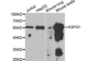 Western Blotting (WB) image for anti-HIV-1 Rev Binding Protein (HRB) antibody (ABIN1980310) (AGFG1 anticorps)