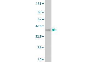 Western Blot detection against Immunogen (36.
