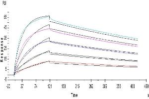 Human B7-1, His Tag captured on CM5 Chip via Anti-His Antibody can bind Human CTLA4, hFc Tag with an affinity constant of 1.