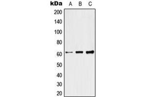 Western blot analysis of Raftlin expression in HeLa (A), SP2/0 (B), H9C2 (C) whole cell lysates.