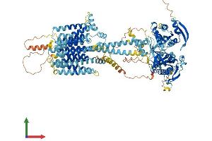 AlphaFold protein structure predicition of Human Recombinant ADCY7 Protein, UniprotID P51828