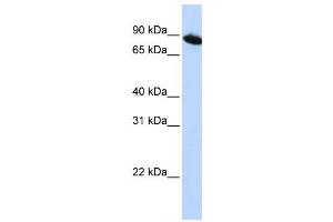 Western Blotting (WB) image for anti-Zinc Finger Protein 780A (ZNF780A) antibody (ABIN2459403) (ZNF780A anticorps)