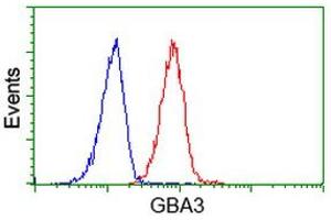 Image no. 1 for anti-Glucosidase, Beta, Acid 3 (Cytosolic) (GBA3) (AA 1-150), (AA 370-469) antibody (ABIN1490584)
