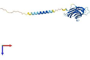 AlphaFold protein structure predicition of Human Recombinant TNFSF4 Protein, UniprotID P23510