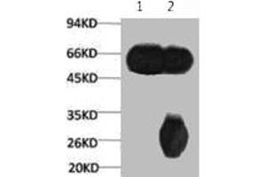 1) Input: Mouse Brain Tissue Lysate 2) IP product: IP dilute 1: 200 (TUBB3 anticorps)