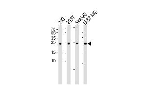 Western blot analysis of lysates from 293, 293T, SW620, U-87 MG cell line (from left to right), using UCHL3 Antibody (C209) at 1:1000 at each lane. (UCHL3 anticorps  (C-Term))