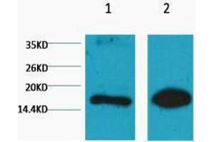 Western Blotting (WB) image for anti-Histone 3 (H3) (H3K9me) antibody (ABIN3181180) (Histone 3 anticorps  (H3K9me))