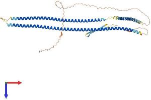 AlphaFold protein structure predicition of Mouse Recombinant Krt12 Protein, UniprotID Q64291