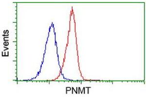 Image no. 2 for anti-Phenylethanolamine N-Methyltransferase (PNMT) antibody (ABIN1500310) (PNMT anticorps)