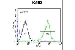 Flow cytometric analysis of K562 cells (right histogram) compared to a negative control cell (left histogram). (GSTM5 anticorps  (N-Term))
