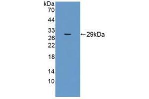 Figure. (MFN1 anticorps  (AA 1-227))